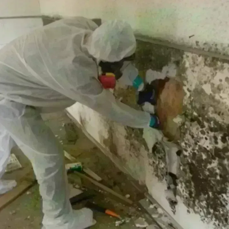 Mold Remediation and Removal in Woodacre, CA